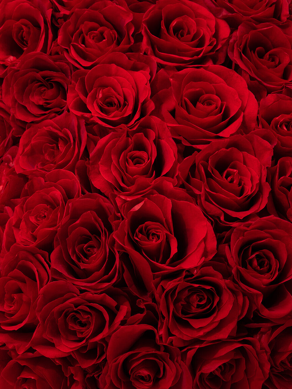 Cuore fatto di 150 rose stabilizzate - Flowerbox